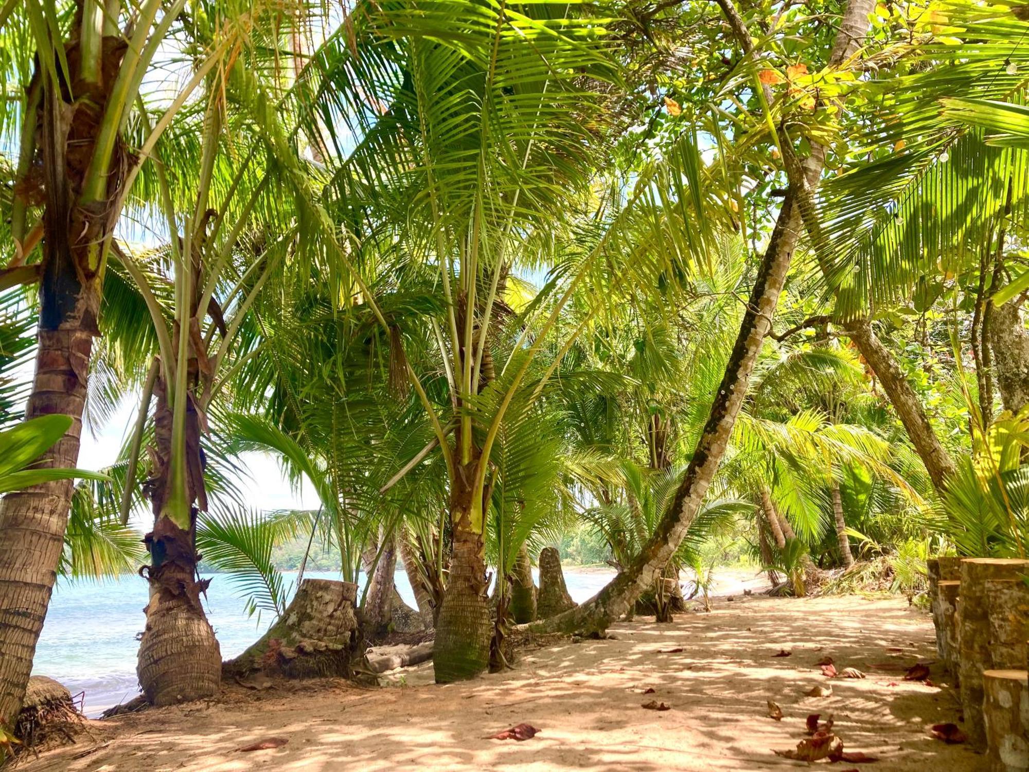 Drago Beach House - Private Beach ボカ・デル・ドラゴ エクステリア 写真